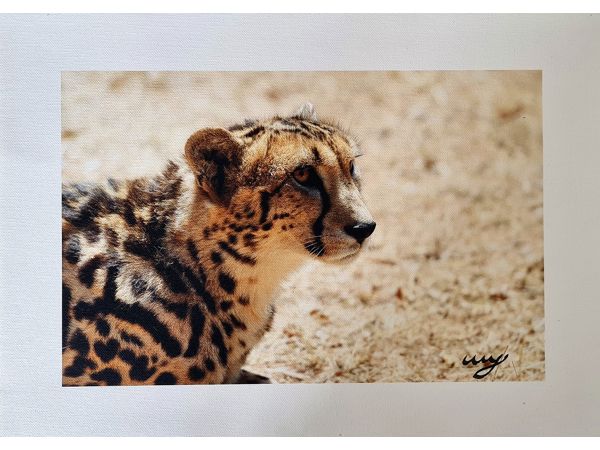 ~/upload/Lots/80813/AdditionalPhotos/3mofjszcsanwi/CHEETAH CROUCHING_t600x450.jpg